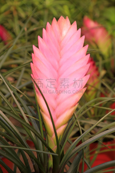 寄生藤,菜园,自然,垂直画幅,美,无人,花序,生物学,特写,市场