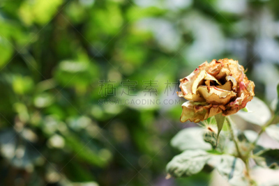 死亡的植物,玫瑰,红色,多刺疏林,野玫瑰,美,水平画幅,美人,古老的,古典式