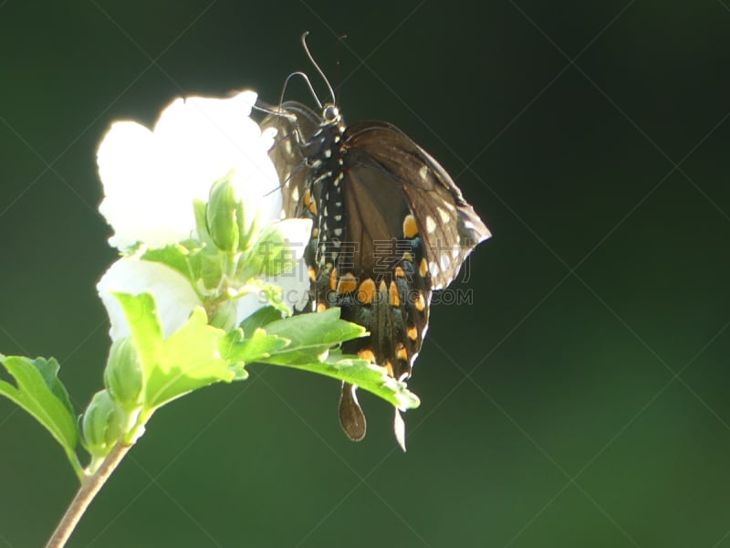 蝴蝶,花头,自然,美,褐色,美国,水平画幅,蓝色,斑点,黑色