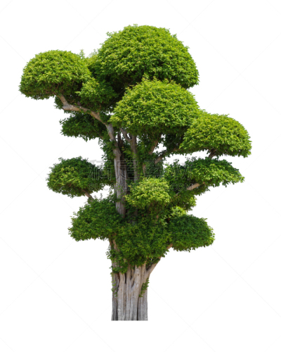 牙刷,背景,分离着色,景观设计,环境,正装,草,小的,植物,户外