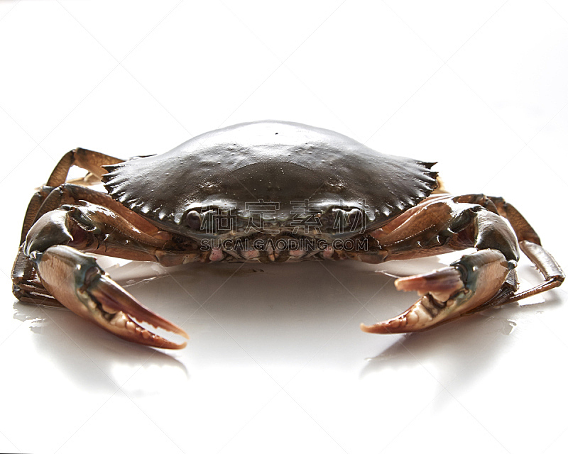 螃蟹,白色背景,分离着色,褐色,煮食,水平画幅,无人,膳食,海产,特写