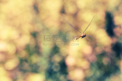 蜻蜓,橙色,抽象,背景,自然,水平画幅,散焦,动物身体部位,翅膀,编队飞行