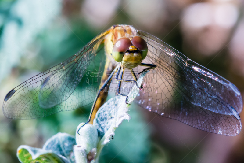 大特写,翅膀,blue darter dragonfly,鹭管鱼,条斑赤蜻,池塘生物,沟,张开翅膀,水,水平画幅