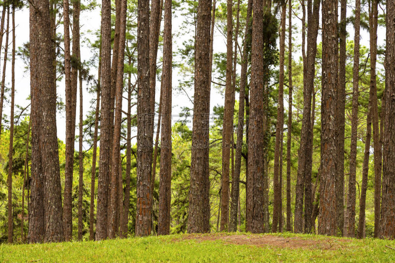 森林,松树,野生动物保护区,清迈省,环境,泰国,草,植物,夏天,户外