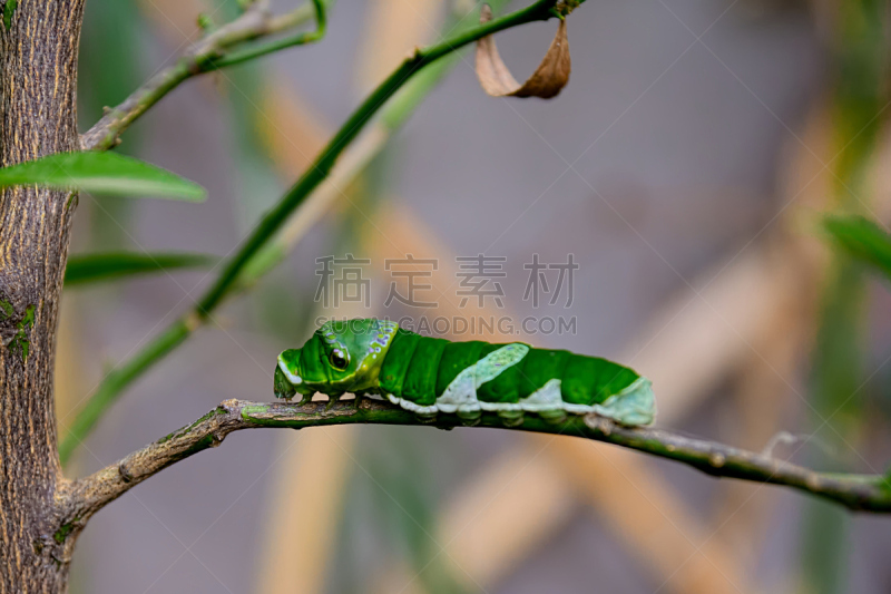 毛虫,水平画幅,绿色,鸡蛋,蝴蝶,动物身体部位,茧,翅膀,触角,改变形式