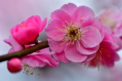 Pink Plum Flower, Japan