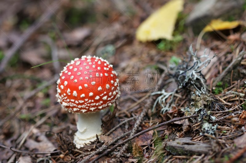 鹅膏菌,两翼昆虫,自然,红色,真菌,水平画幅,秋天,无人,有毒生物体,毒蝇菇