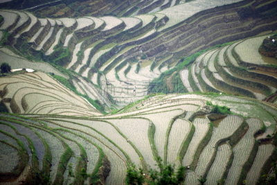 龙脊梯田,中国,广西壮族自治区,梯田,稻,壮族,瑶族,苗族,龙胜,阳朔