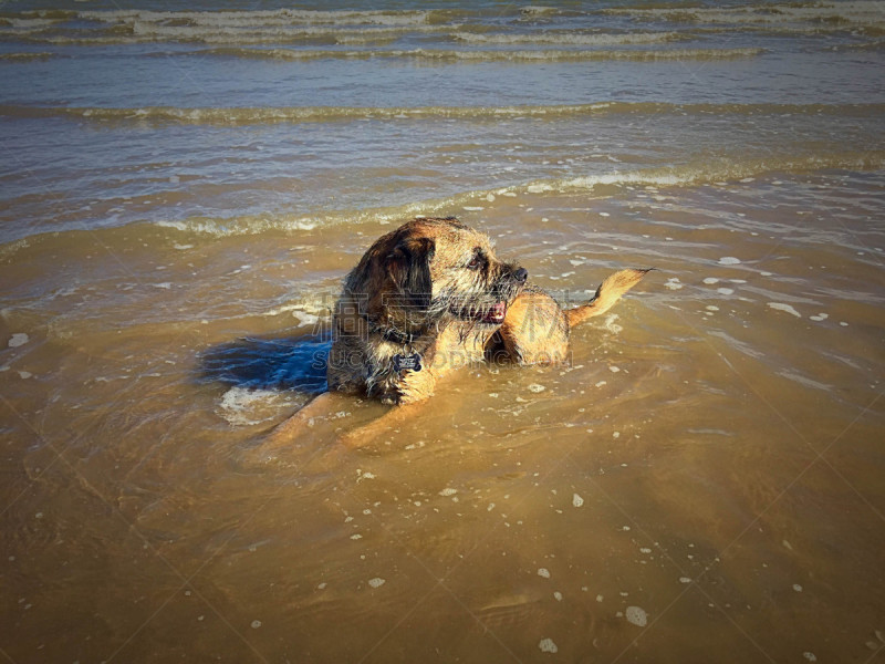 海洋,博德猎狐犬,可爱的,梗犬,动物家庭,英国,狗,哺乳纲,动物,海岸线