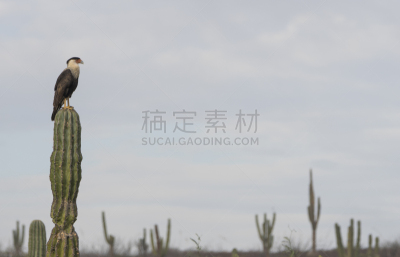鸟类,有冠长腿兀鹰,南加里福尼亚,萨挂诺仙人掌,墨西哥,拉巴斯,水,天空,水平画幅,无人