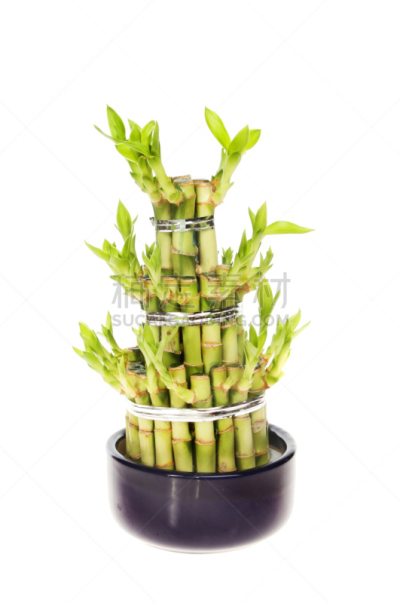 富贵竹,风水,垂直画幅,植物,无人,英国,白色背景,背景分离,花盆,摄影