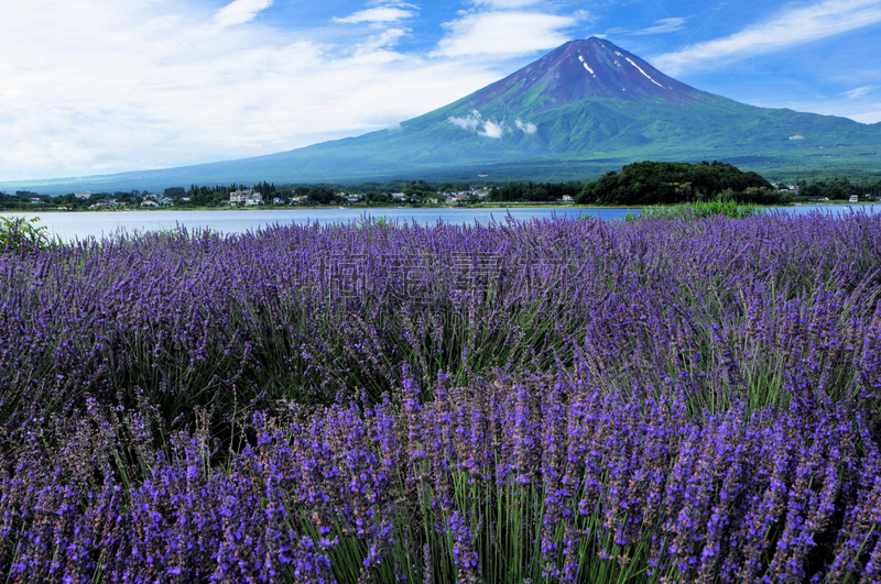 富士山,熏衣草,河口湖,富士河口湖,水平画幅,枝繁叶茂,无人,东亚,夏天,户外