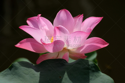 粉色,荷花,水,天空,夏天,沼泽,湖,花束,热带气候,风景