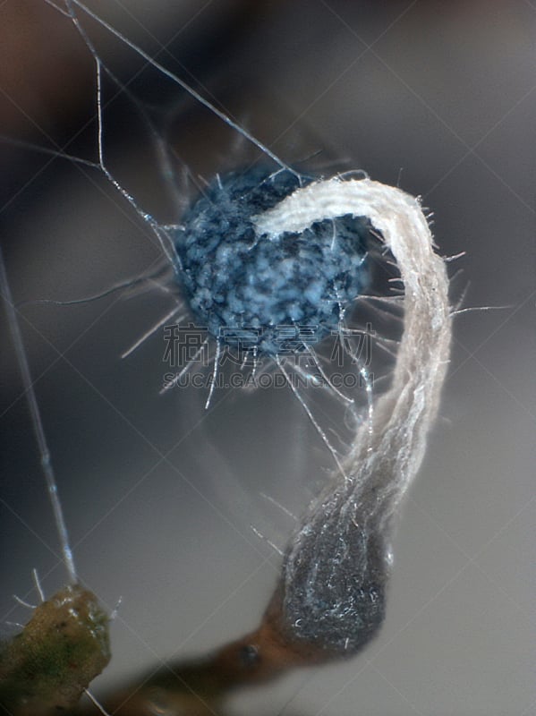 真菌和霉菌,黏菌,水果,垂直画幅,孢子,实验室,迷幻色,迷幻艺术,原形体