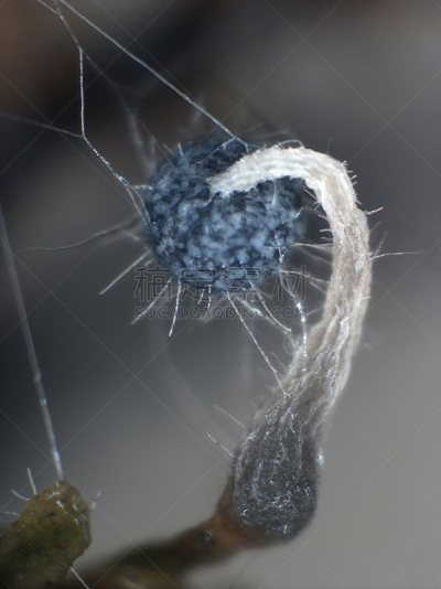 真菌和霉菌,黏菌,水果,垂直画幅,孢子,实验室,迷幻色,迷幻艺术,原形体
