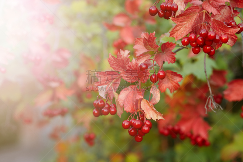 荚莲属,季节,秋天,枝,玫瑰,留白,水平画幅,无人,户外,光