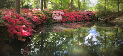 杜鹃花,池塘,烈治文公园,泰晤士河畔里士满市,浮萍,禅宗,全景,非凡的,河岸,公园