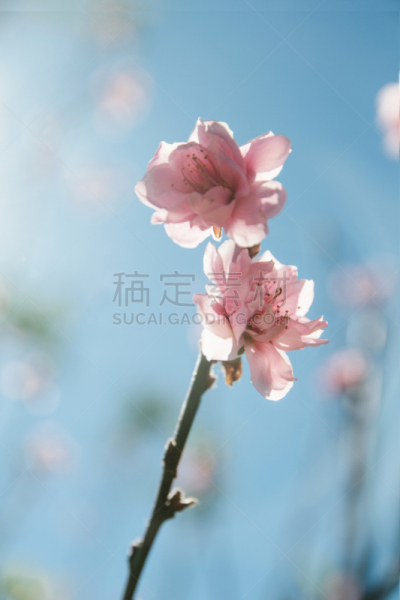 樱桃,泰国,清迈省,跳跳虎,长江,垂直画幅,教堂,樱花,无人,虎