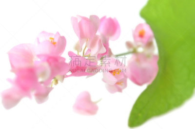 攀缘植物,蓝花藤,卷须,有蔓植物,水平画幅,绿色,无人,蓼科,泰国,中间部分