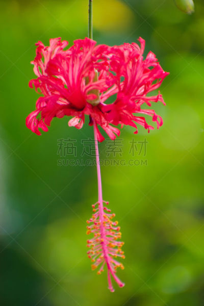 自然美,红色,木槿属,花头,运动模糊,前面,背景,清新,热带气候,佛罗里达
