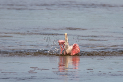玫瑰色琵鹭,赛尼贝岛,美国,国家野生动物保护区,佛罗里达,浴盆,鼎,北方深红色食蜂鸟,琵鹭,水