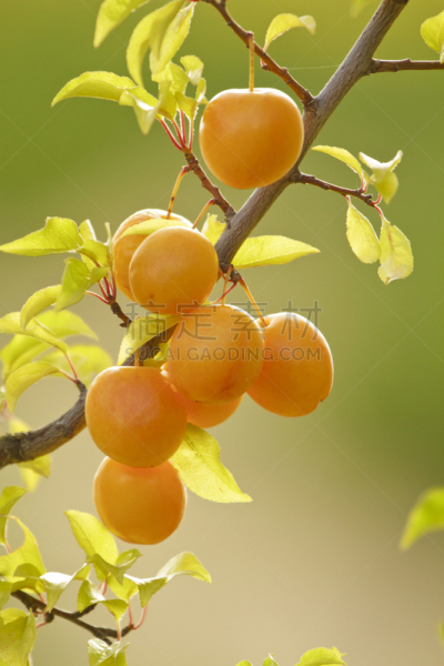 李子,枝,垂直画幅,生食,夏天,户外,特写,植物,清新