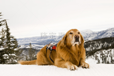 搜救犬,滑雪区巡逻急救队,太浩湖,自然,美国,纯种犬,水平画幅,受过训练的狗,雪,户外
