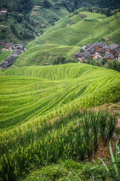 龙脊梯田,稻,梯田,瑶族,阳朔,桂林,水稻梯田,垂直画幅,天空,山