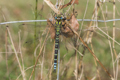 southern hawker dragonfly,南,霍克,自然,蜻蜓,水平画幅,秋天,无人,草,特写