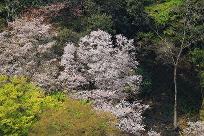 岚山,山,日本,樱花,京都市,Katsura,自然,美,水平画幅,地形
