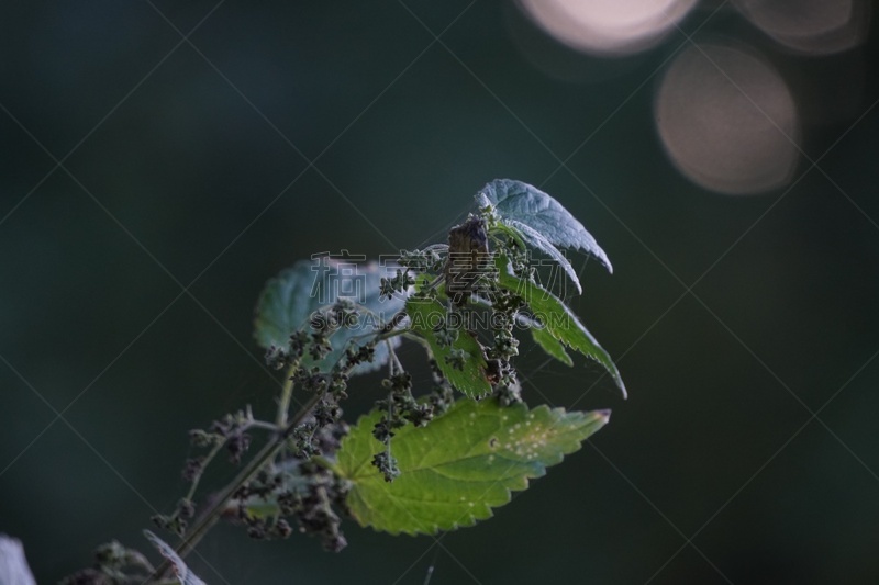 刺荨麻,植物,寄生的,水果,水平画幅,蜘蛛网,绿色,无人,柏林,黄昏