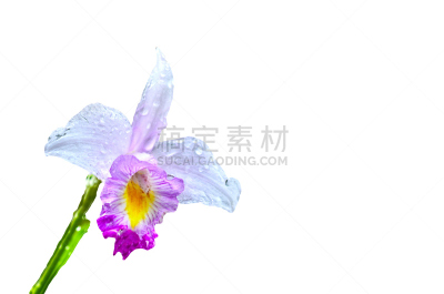 兰花,紫色,水滴,明亮,水,自然,植物茎,花蕾,植物,水平画幅