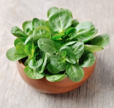 Valerianella locusta,