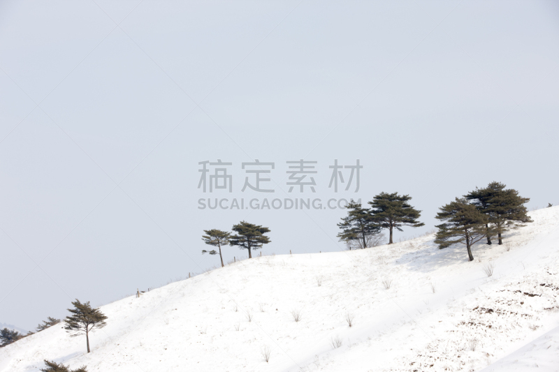 松树,雪,自然,天空,水平画幅,地形,山,无人,户外,平昌郡