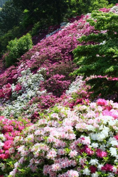 杜鹃花,杜鹃花属,近畿区域,垂直画幅,京都府,绿色,无人,日本,夏天,春天