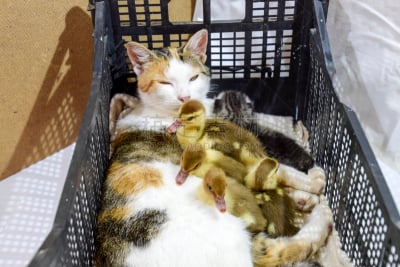 野生猫科动物,小鸭子,小猫,鸭子,篮子,母亲,,欢迎标志,欧弗,盒子
