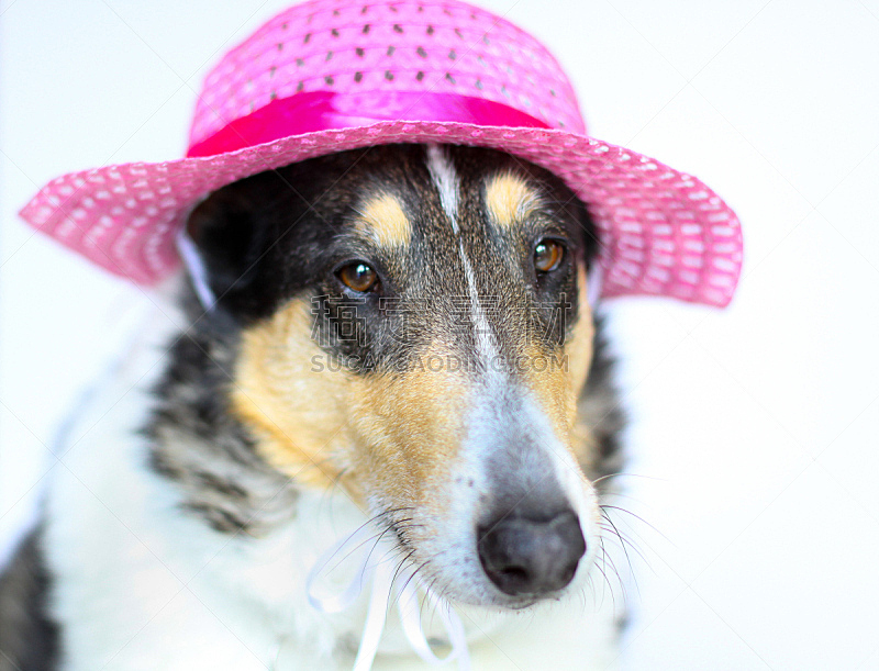 狗 海滩 海滩度假 拉布拉多犬 帽子 幽默 日光浴 热 老年男人 晒黑图片素材下载 稿定素材