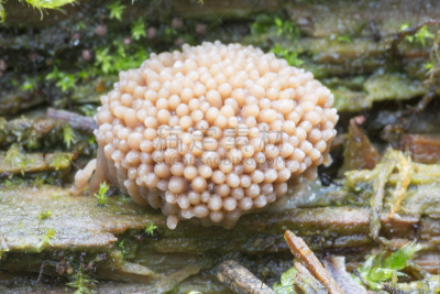 覆盆子,泥泞的,红松,黏菌,原形体,真菌和霉菌,自然,水平画幅,秋天,无人