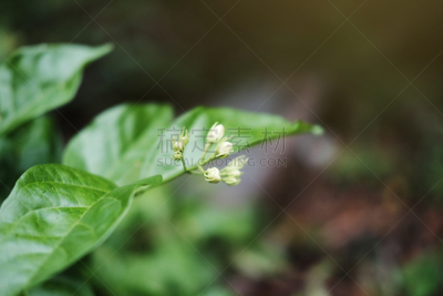 自然,茉莉,菜园,日光,阿拉伯风格,清新,自然界的状态,热带气候,环境,泰国