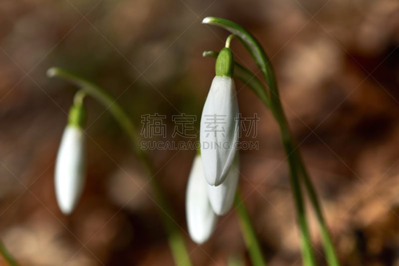 雪花莲,春天,一个物体,脆弱,狗屋,自然,复活节,草地,水平画幅,无人