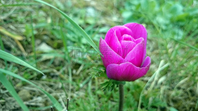 银莲花,白头翁,水平画幅,无人,户外,草,仅一朵花,活力,植物