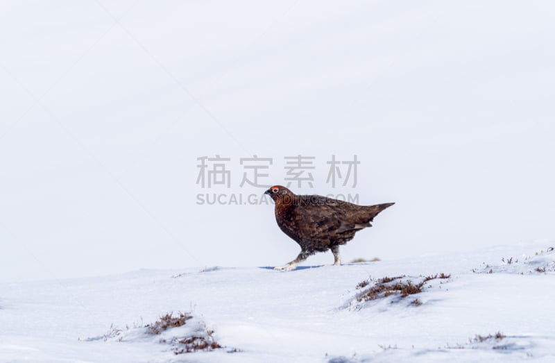 红松鸡,自然,松鸡,停泊的,旷野,摩尔人风格,野生动物,石南花,水平画幅,捕猎行为