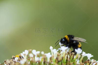 蜜蜂,水平画幅,无人,忙碌,夏天,户外,大黄蜂,植物,植物学,条纹