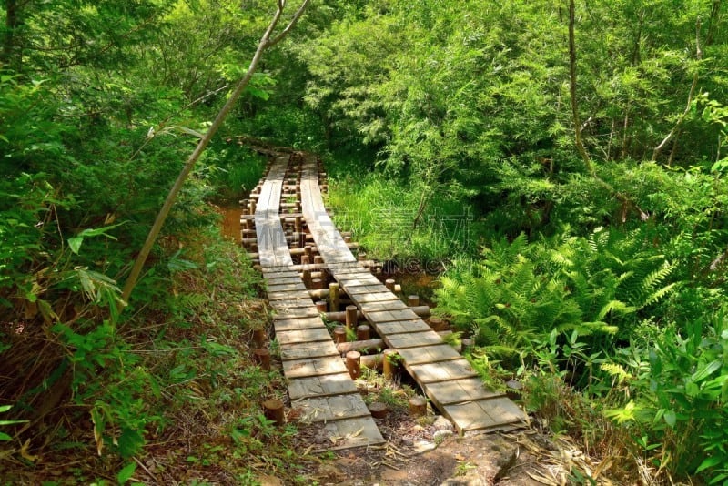 长野县,日本,夏天,森林,松本市,乘鞍高原,松本,自然,高原,水平画幅