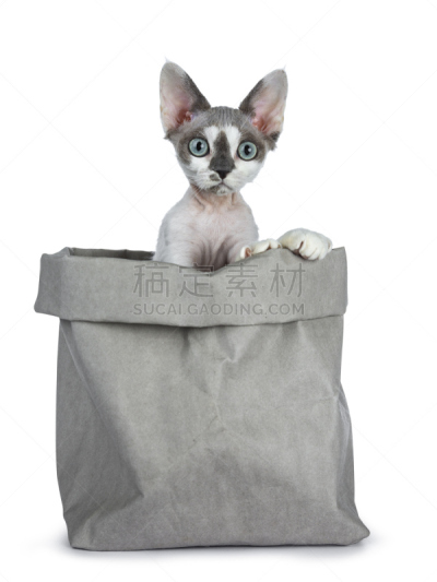可爱的,灰色,绿色眼睛,白色背景,小猫,波音达猎犬,分离着色,德文莱克斯猫,包,忧虑