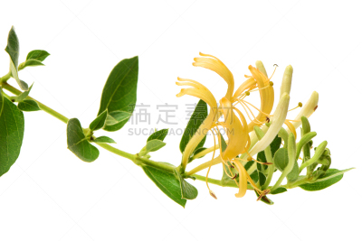忍冬,黄色,白色,花朵,花束月季,滕黄八叠球菌,石生风铃草,箭木,自然,水平画幅