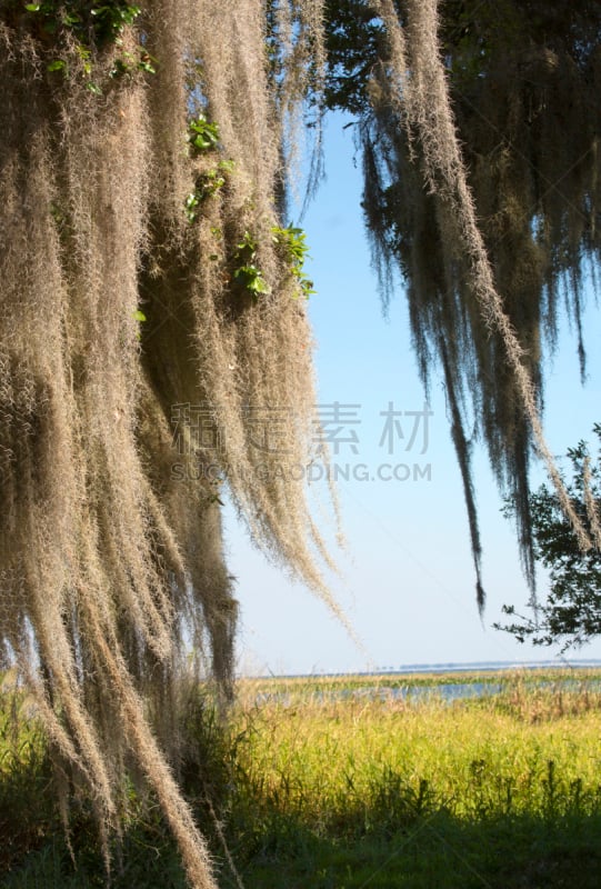 寄生藤,佛罗里达,湖,公园,悬挂的,其士美,基西米湖州立公园,菠萝科,槲树,南