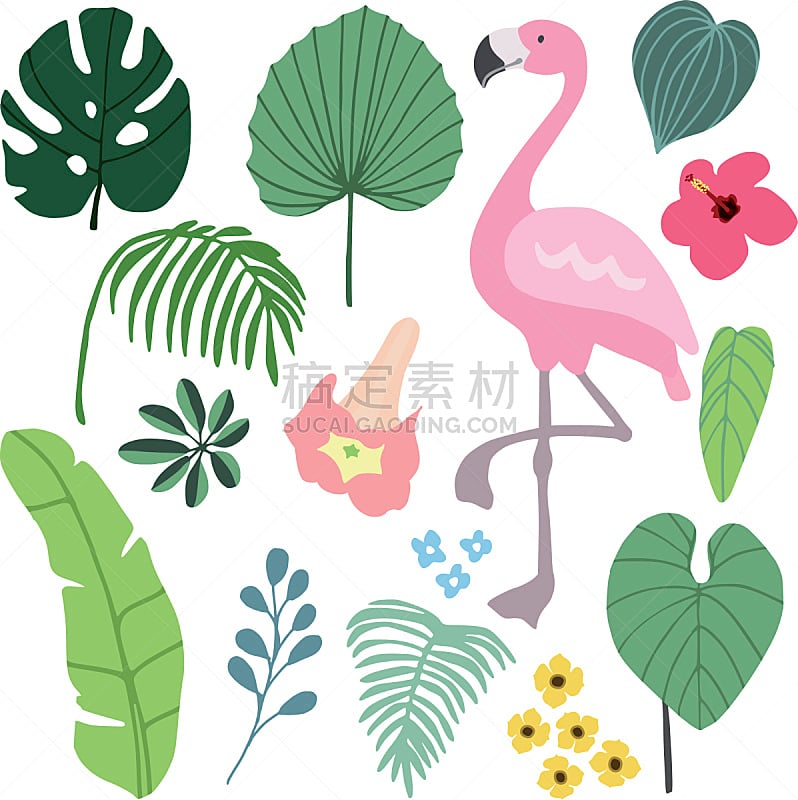 火烈鸟,木槿属,绘画插图,鸟类,热带雨林,夏天,棕榈树,叶子,干酪藤,花