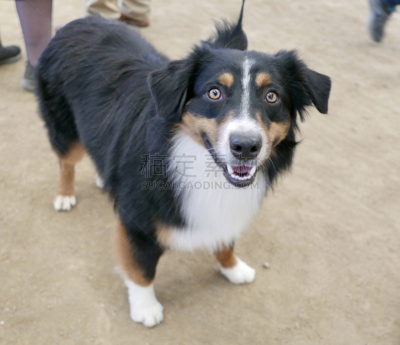 狗,多样,宠物收养,标准贵宾犬,水平画幅,动物保护,德国牧羊犬,比熊犬,伯恩山犬,萨摩耶犬