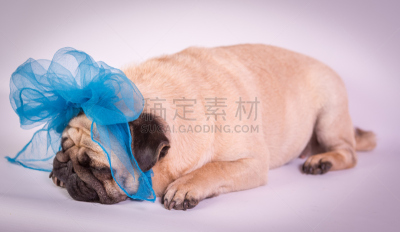 巴哥犬,幽默,动物舌头,动物嘴,水平画幅,动物耳朵,动物身体部位,哺乳纲,看,皱纹